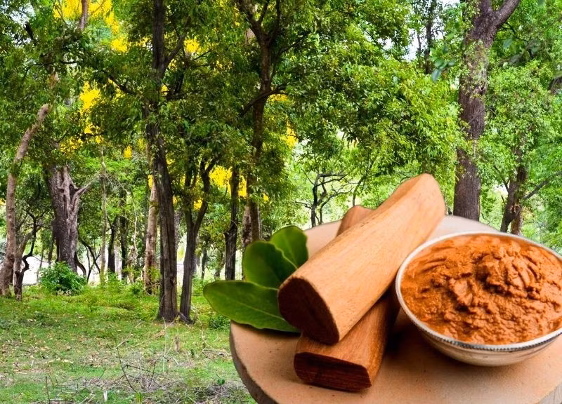 Điểm khác biệt của đàn hương so với các loại gỗ khác là khả năng tự tiết ra tinh dầu từ lõi gỗ. Tinh chất này được xem như "vàng lỏng" trong ngành công nghiệp nước hoa. Ảnh: Exporters India