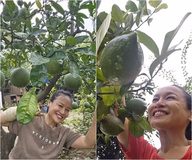 Cây nào cũng sai lúc lỉu. Ảnh: FB Oanh Le Tu