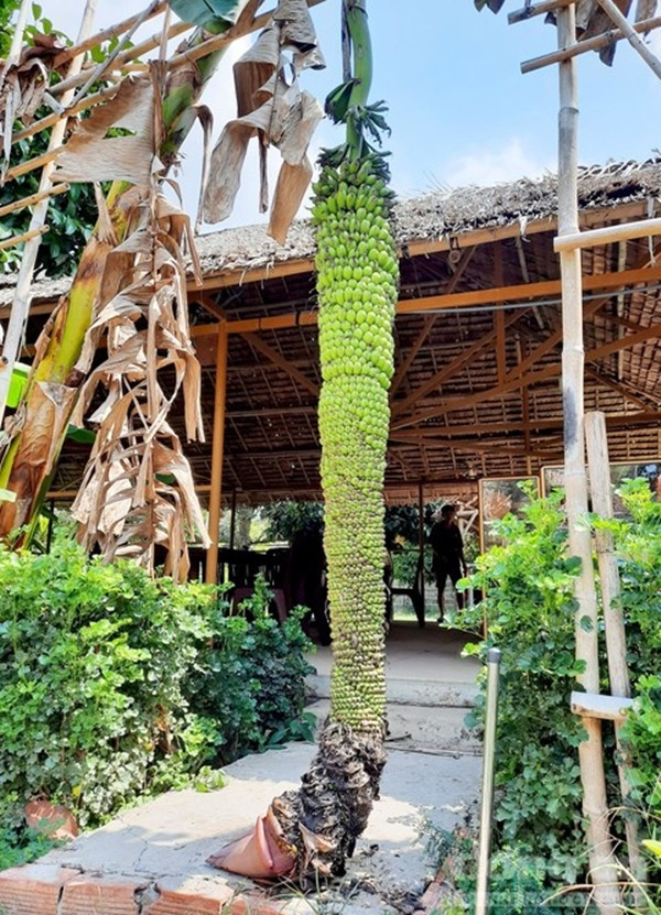 Đây là buồng chuối dài hơn 2 mét, khoảng 150 nải tại Khu du lịch Lung Cột Cầu (TP.Cần Thơ). Ảnh: Congan