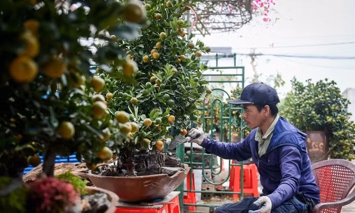 Những gốc quất mua về sẽ được trồng tại vườn để uốn nắn, tạo tác bông tán, sau đó đưa lên chậu trồng một thời gian cho “thuần chậu”. Ảnh: Vietnamnet