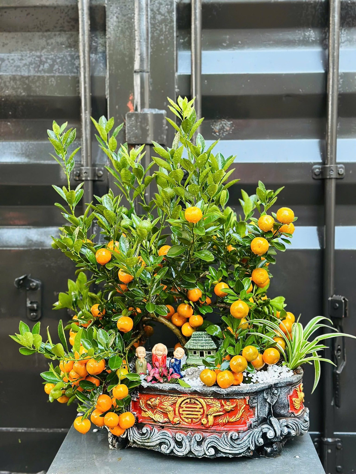 Giá quất tiểu cảnh dao động từ 3 triệu đến gần 20 triệu đồng/chậu. Ảnh: Facebook