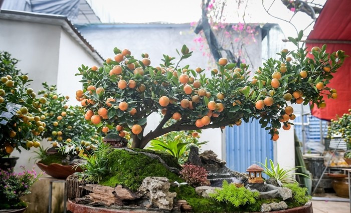 Bên cạnh quất truyền thống, thị trường Tết Nguyên đán năm nay còn có tác phẩm quất tiểu cảnh độc đáo thu hút khách hàng. Ảnh: Vietnamnet