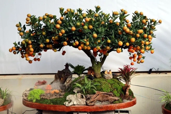 Quất tiểu cảnh được tạo tác với nhiều dáng thế như dáng thác đổ, hoành, huyền...Ảnh: Dân Việt