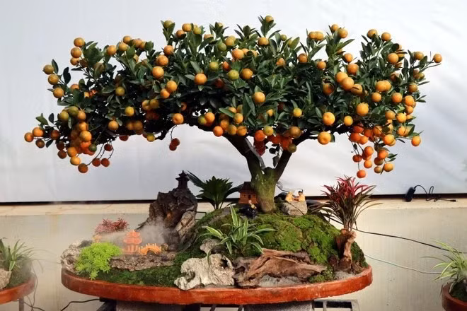 Quất tiểu cảnh được tạo tác với nhiều dáng thế như dáng thác đổ, hoành, huyền...Ảnh: Dân Việt