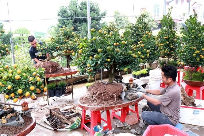Để hoàn thiện một chậu quất tiểu cảnh, nhà vườn phải chuẩn bị cây từ 2-3 năm trước, thậm chí lâu hơn. Ảnh: Baotintuc