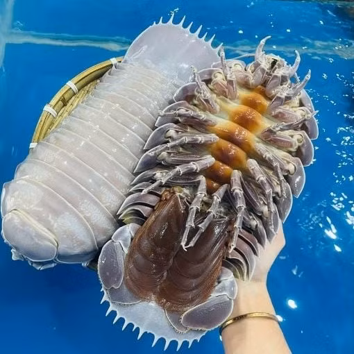 Vài năm qua, bọ biển về chợ đa phần nặng từ 300g - 1kg, loại trên 1 kg ngày càng hiếm. Ảnh: Daohaisan