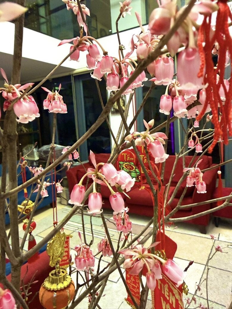 Từng chùm hoa li ti, hình dáng như những chiếc chuông nhỏ nhắn, treo lủng lẳng trên cành khẳng khiu. Ảnh: FBNV