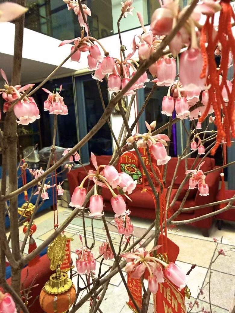 Từng chùm hoa li ti, hình dáng như những chiếc chuông nhỏ nhắn, treo lủng lẳng trên cành khẳng khiu. Ảnh: FBNV