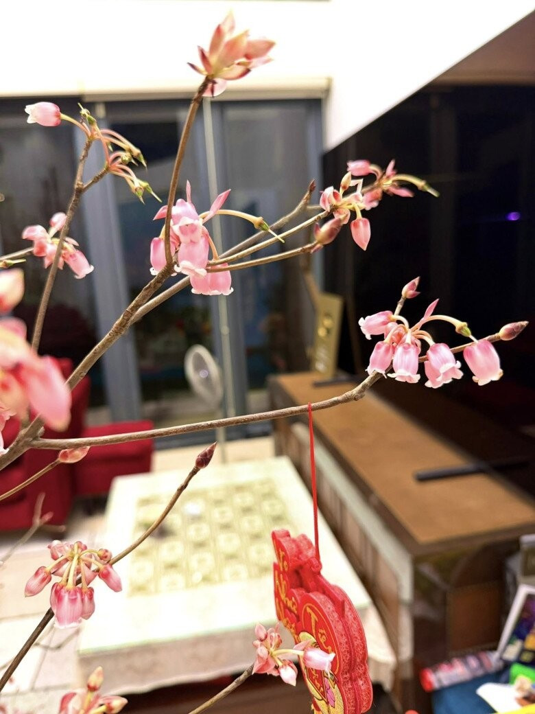 Mr Đàm cho biết, loài hoa "quý tộc" này ở trên đỉnh mới được màu sắc đậm đà, còn dưới chân núi chỉ được màu nhạt. Ảnh: FBNV