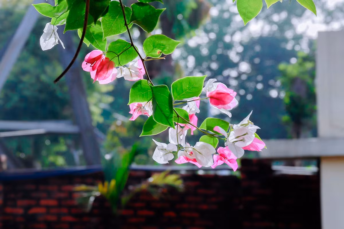 Các hoạt động tại khu nghỉ dưỡng này vẫn diễn ra bình thường. Fanpage của khu nghỉ dưỡng liên tục cập nhật hình ảnh không gian, cảnh sinh hoạt và các trải nghiệm của du khách. Ảnh: Facebook >>> Mời độc giả xem video: Hà Nội kiểm tra hơn 1.000 căn biệt thự cũ. Nguồn: VTV24