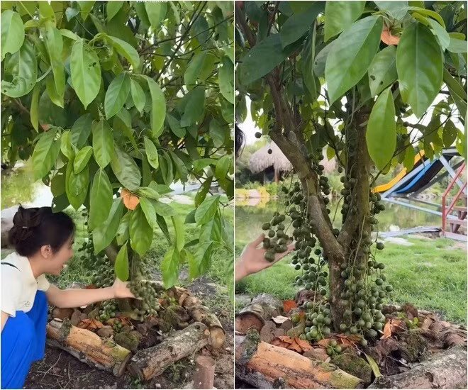 Dâu da đất kết thành từng chùm dày đặc từ gốc đến ngọn. Ảnh chụp màn hình