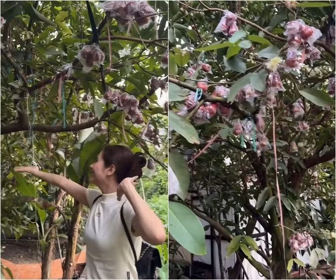 Từng chùm mận (roi) được bọc kỹ lưỡng để tránh côn trùng. Ảnh chụp màn hình