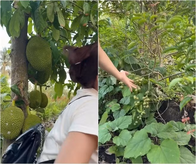 Mít lủng lẳng dọc lối đi, cạnh đó là cây hồng quân sắp cho thu hoạch. Ảnh chụp màn hình