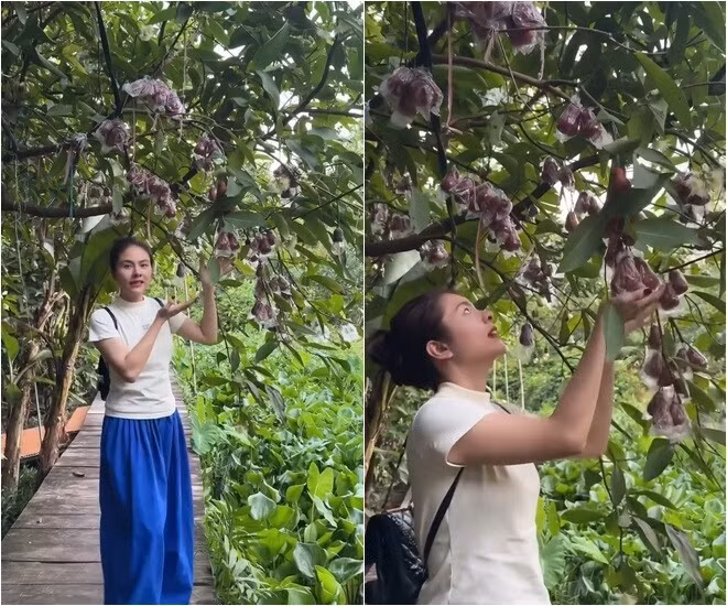 Mới đây, nữ diễn viên hào hứng khoe "mận ngập lối" trong khu vườn thu hút sự chú ý của khán giả. Ảnh chụp màn hình