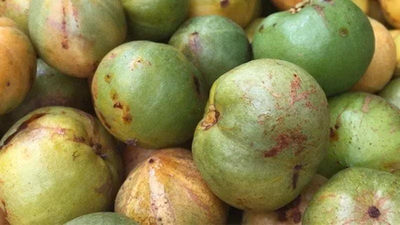 Tháng 6 đến tháng 8 âm lịch hàng năm là thời điểm quả bứa chín rộ. Ảnh: Internet