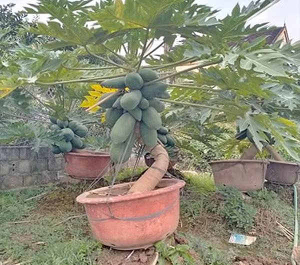 Nhiều chậu đu đủ bonsai trĩu quả giá từ vài triệu đến hàng chục triệu đồng. Ảnh: Nhavuonminhson