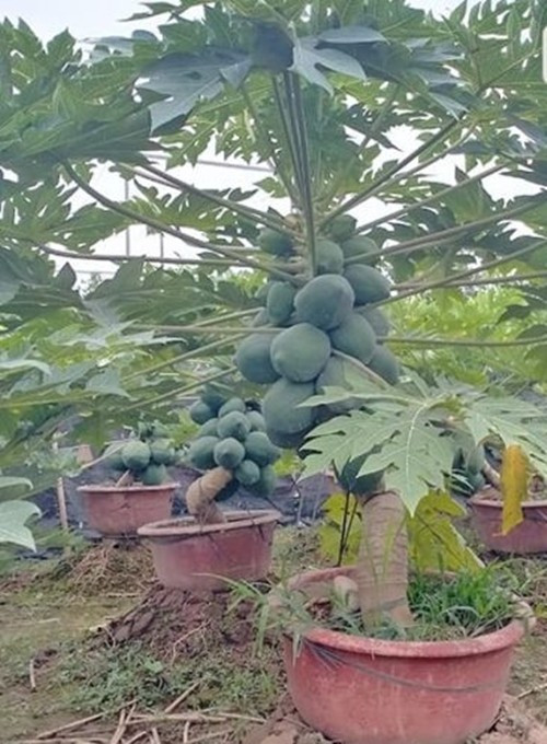 Đu đủ bonsai trĩu quả từ gốc đến ngọn là biểu tượng của sự đủ đầy cả về vật chất lẫn tinh thần. Ảnh: Nhavuonminhson