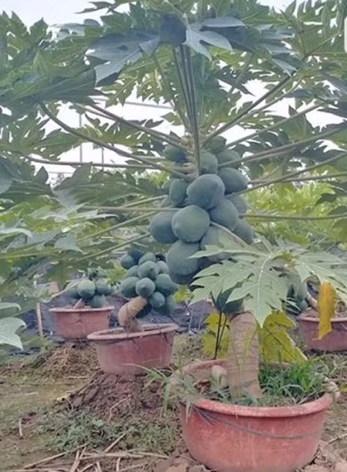 Đu đủ bonsai trĩu quả từ gốc đến ngọn là biểu tượng của sự đủ đầy cả về vật chất lẫn tinh thần. Ảnh: Nhavuonminhson