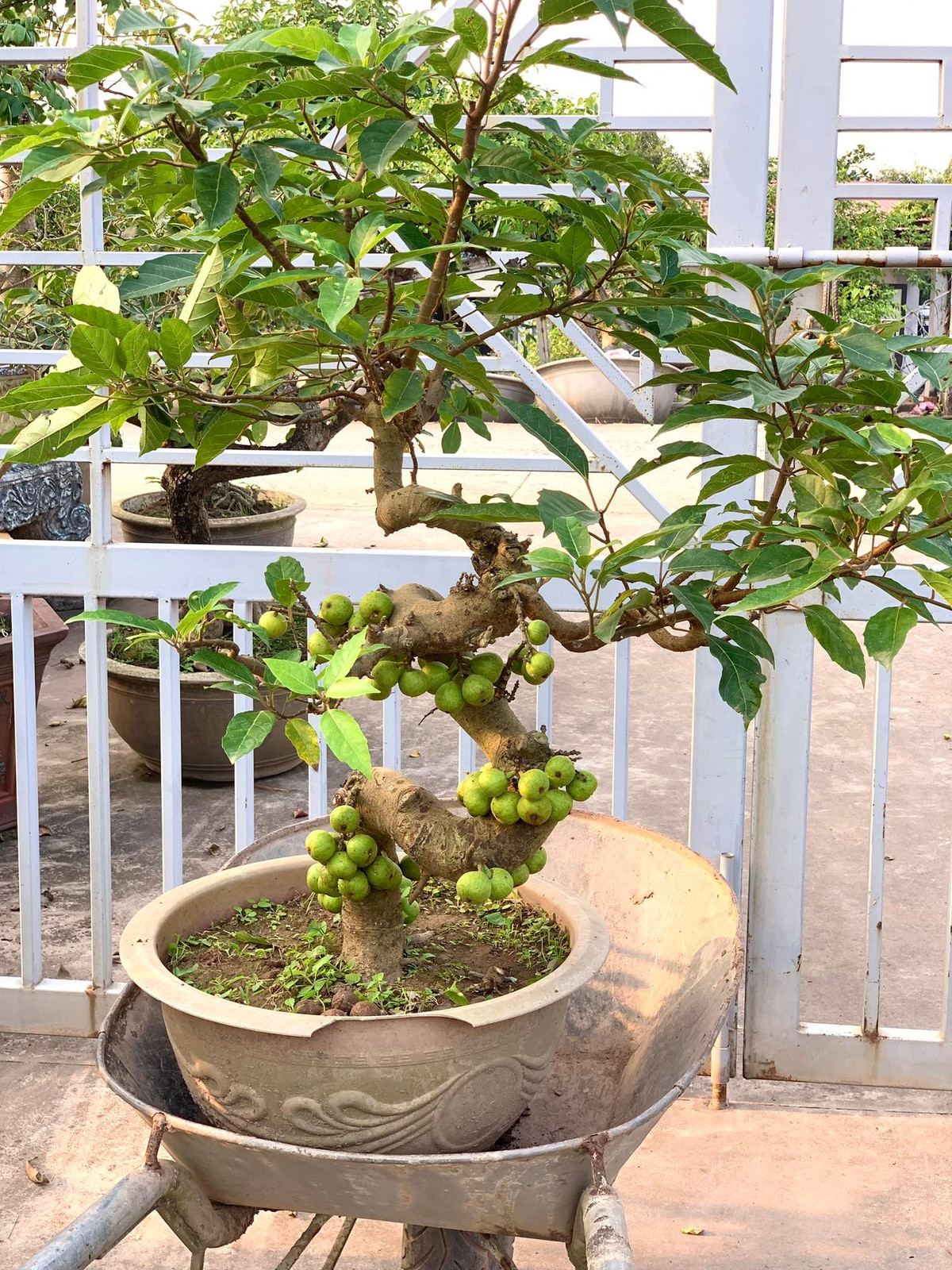 Sung bonsai thường được tạo dáng cổ thụ, thân xù xì, bộ rễ nổi đẹp mắt, kết hợp với từng chùm quả mọc dày trên thân và cành. Ảnh: Facebook