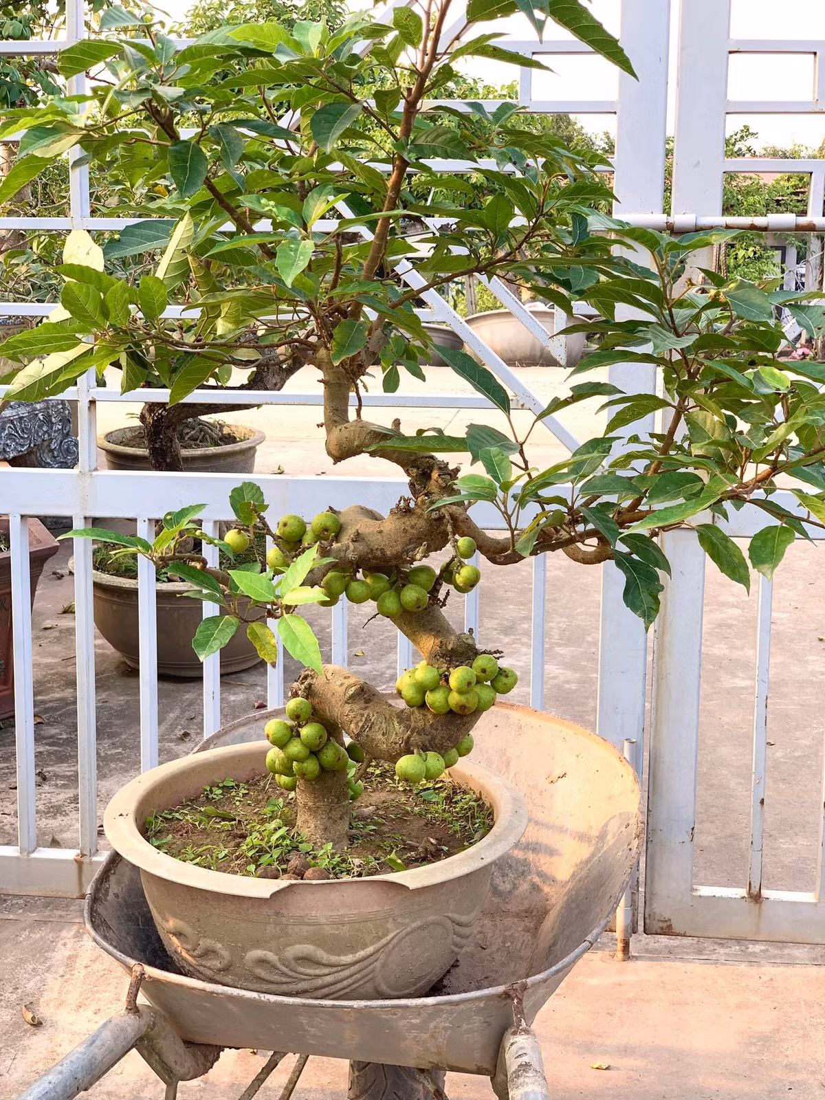 Sung bonsai thường được tạo dáng cổ thụ, thân xù xì, bộ rễ nổi đẹp mắt, kết hợp với từng chùm quả mọc dày trên thân và cành. Ảnh: Facebook