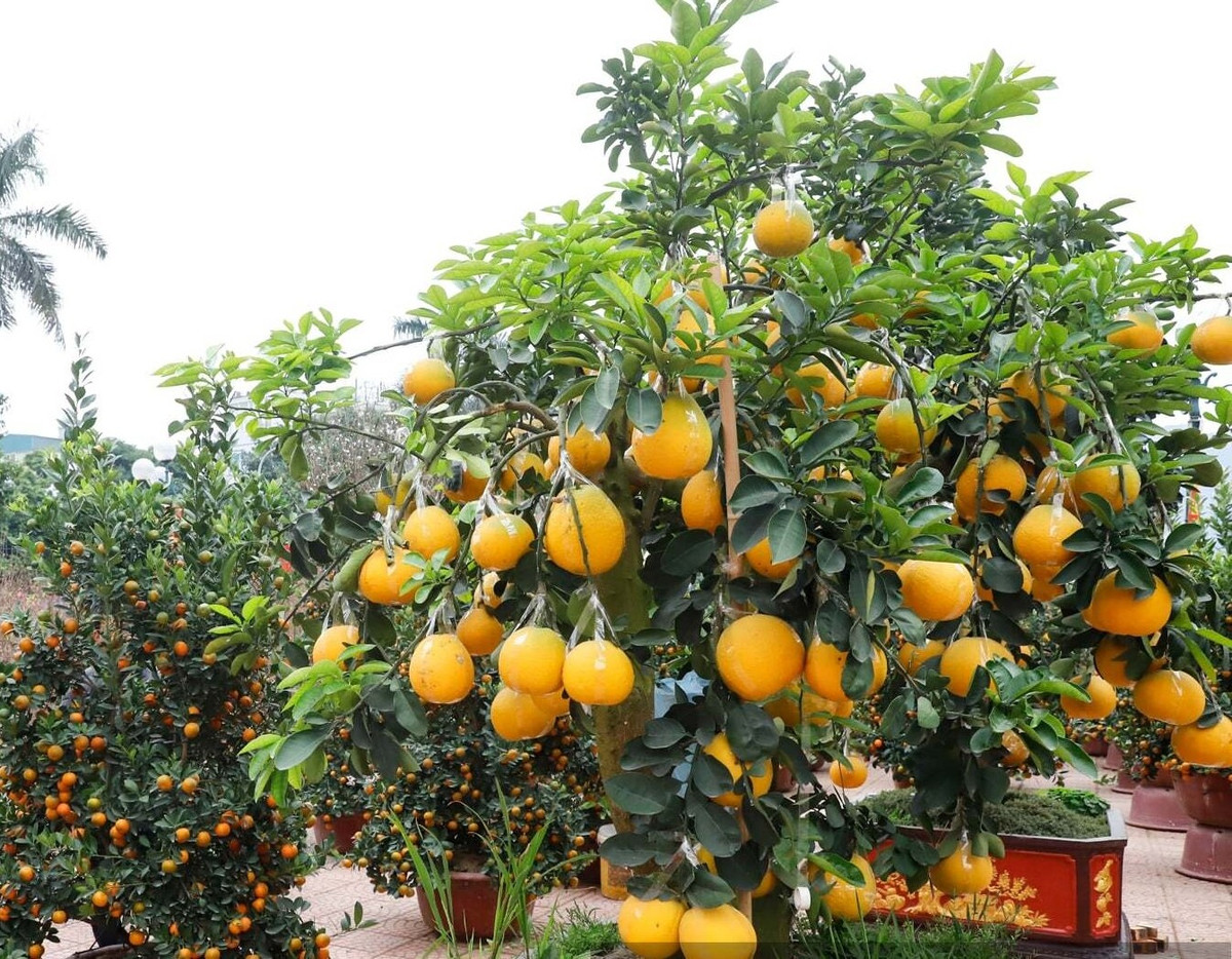 Nhiều chậu bưởi khủng giá lên tới 20 - 50 triệu đồng/gốc. Ảnh: Dân Việt