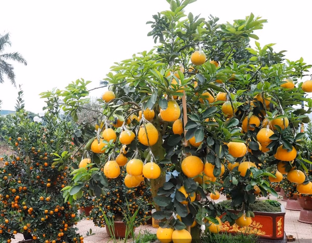 Nhiều chậu bưởi khủng giá lên tới 20 - 50 triệu đồng/gốc. Ảnh: Dân Việt