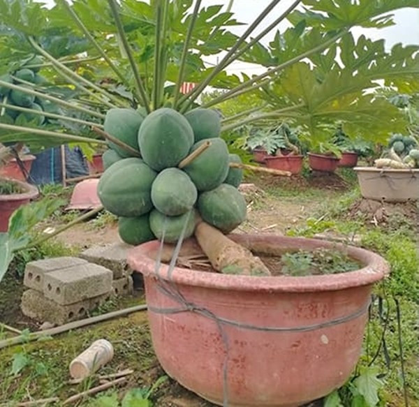 Vì vậy, đu đủ bonsai được nhiều người tìm mua để chưng trong nhà vào những ngày Tết. Ảnh: Nhavuonminhson