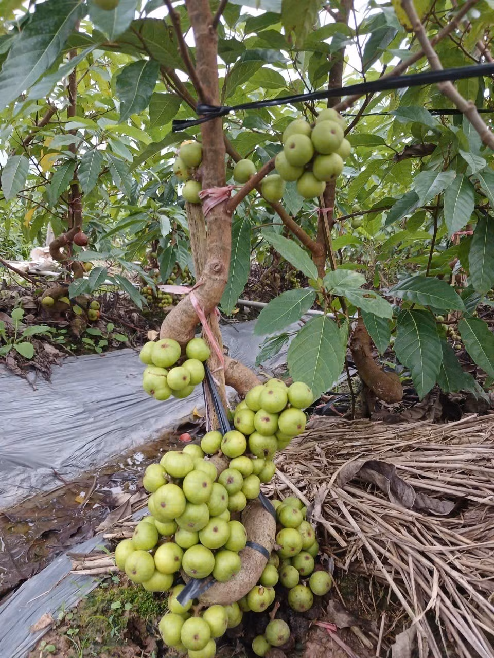 Bonsai sung mang ý nghĩa phong thủy mạnh mẽ, đại diện cho sự sung túc, thịnh vượng và gia đình ấm no. Ảnh: Facebook