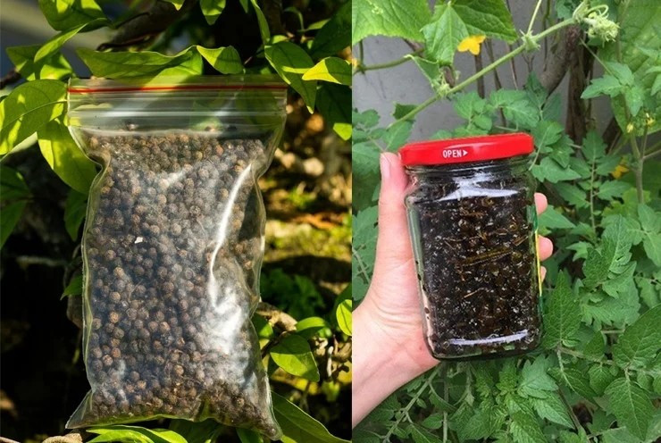 Trước kia, quả sả rừng chủ yếu được hái về dùng trong gia đình, làm gia vị cho các món kho, nướng...Nhưng nay, loại quả dại này được thương lái lùng mua số lượng lớn. Ảnh: Dân Việt