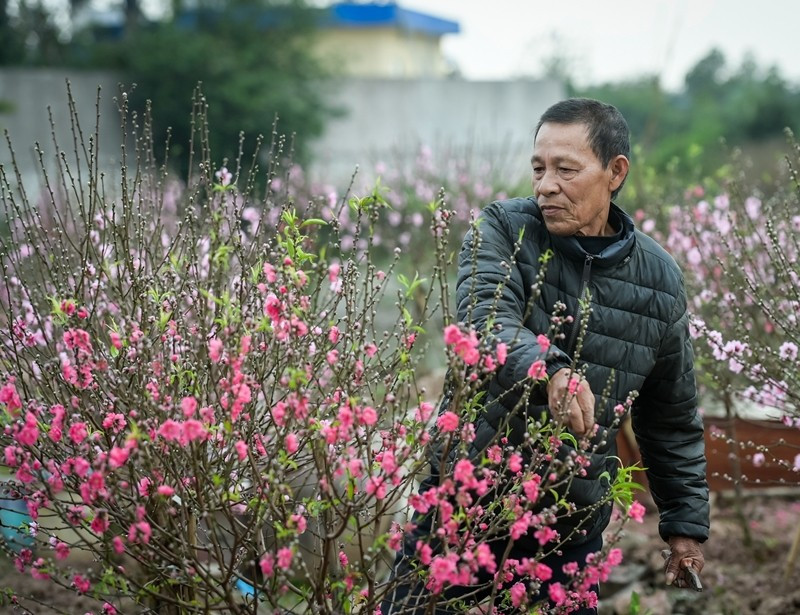 Tuy nhiên, năm nay đào nở sớm, ông Khu buộc phải bán rẻ chỉ còn 1/3 giá để vớt vát chút chi phí, số còn lại đành chặt bỏ để giữ gốc, phục vụ tái sản xuất. Ảnh: Vietnamnet
