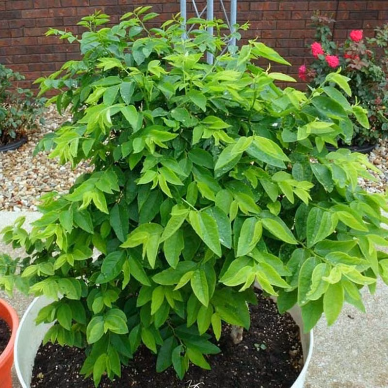 Rau ngót chứa khoảng 170mg canxi/100g, rất tốt cho trẻ em và người cao tuổi. Chỉ cần cắt cành già, cắm xuống đất ẩm, tưới đều, cây bén rễ nhanh và cho thu hoạch nhiều đợt. Ảnh: Hatgiongcaytrong