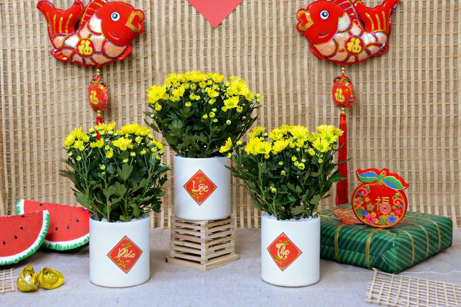 Ưu điểm của hoa cúc là giá rẻ, dễ mua, độ bền cao, có thể tươi từ 7–10 ngày nếu chăm sóc đúng cách. Ảnh: Dalat Hasfarm