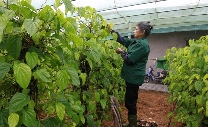 Đáng chú ý, nhiều hộ xuất bán cả nghìn lá trầu mỗi ngày, thu về 2-3 triệu đồng. Ảnh: Người đưa tin