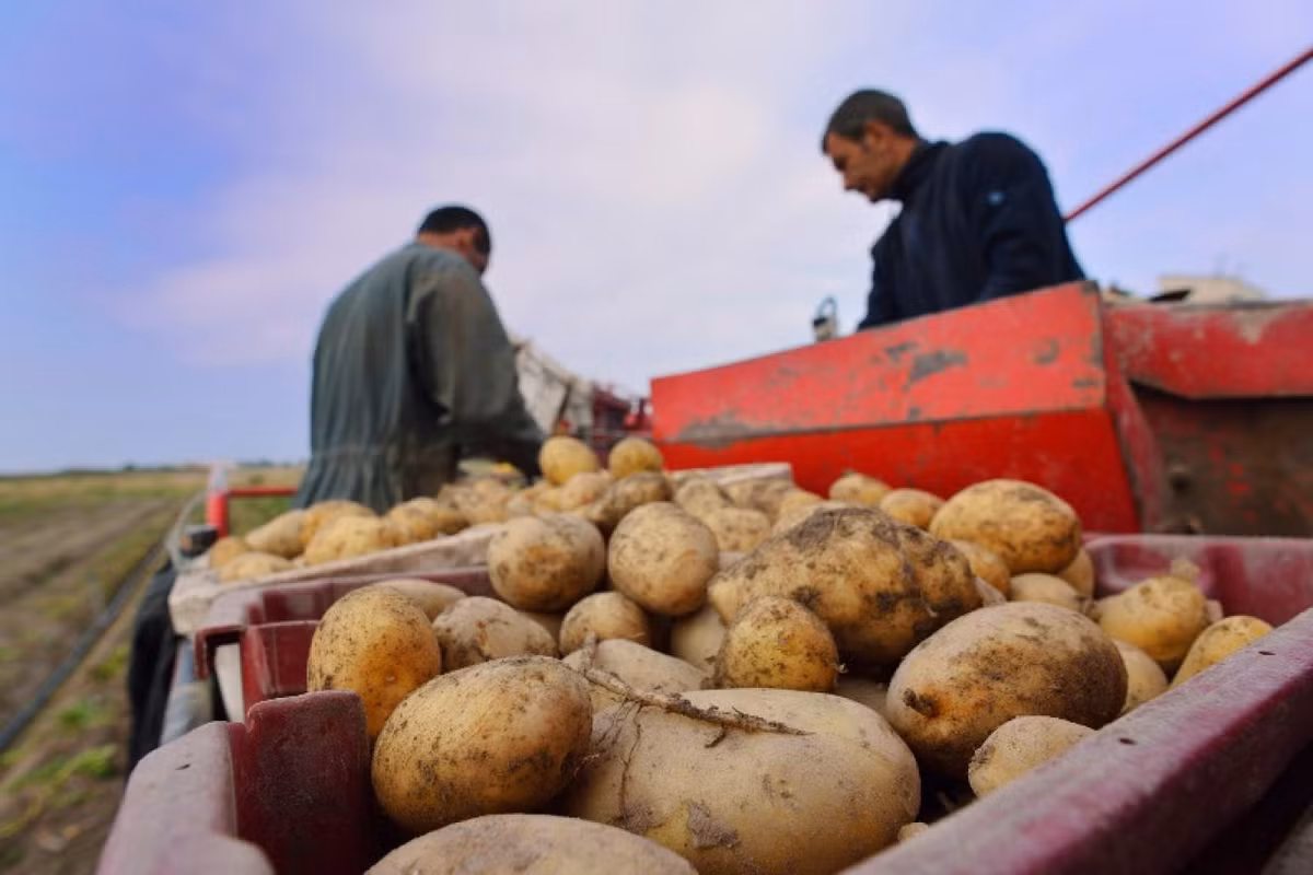 Nông dân bón phân cho khoai tây bằng hỗn hợp rong biển và tảo. Người dân Noirmoutier tin rằng chính điều đó đã tạo nên hương vị đặc trưng của Bonnotte. Ảnh: Noirmoutier