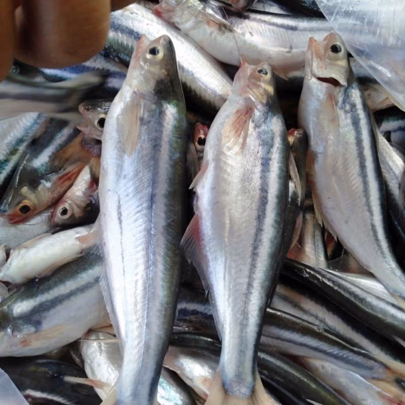 Cá xác có nhiều nhất vào khoảng tháng 4 đến tháng 6 hàng năm. Người dân bắt cá xác đòi hỏi phải nhanh tay và dạn dày kinh nghiệm vì chúng giãy rất mạnh. Ảnh: VinMart