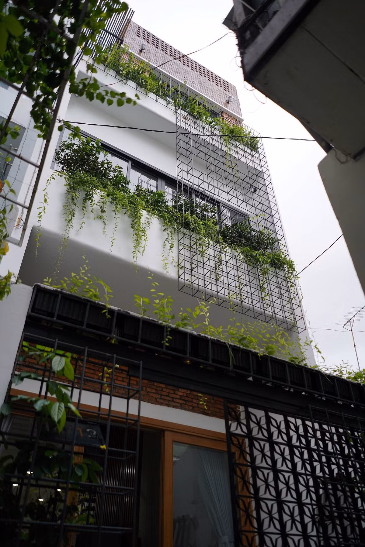 Để tăng cường yếu tố thiên nhiên, mặt tiền ngôi nhà được thiết kế với ban công trồng cây và giàn leo trên cổng sắt. Ảnh: Quang Dam