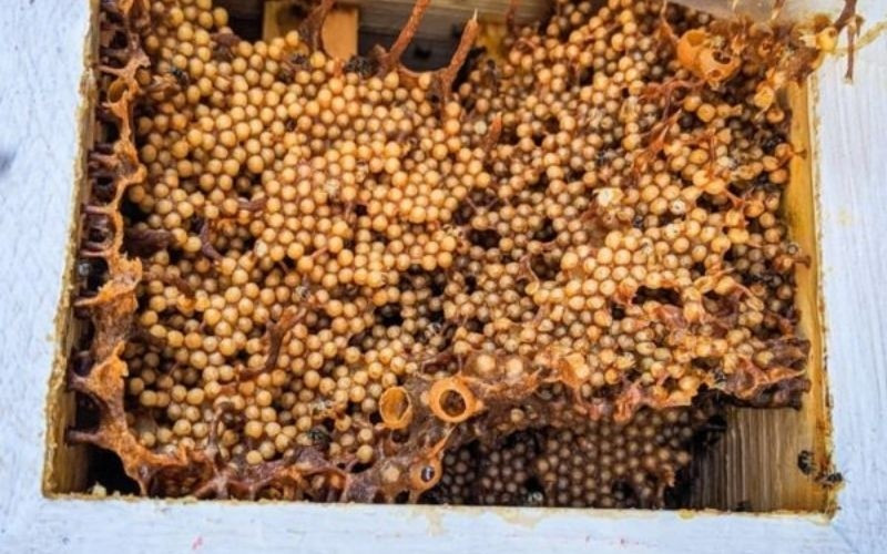 Trước đây, loại ong nhỏ bé này chẳng mấy ai để ý. Tuy nhiên, vài năm gần đây, mật ong dú trở thành "hàng hiếm" được người dân thành phố săn lùng. Ảnh: Internet