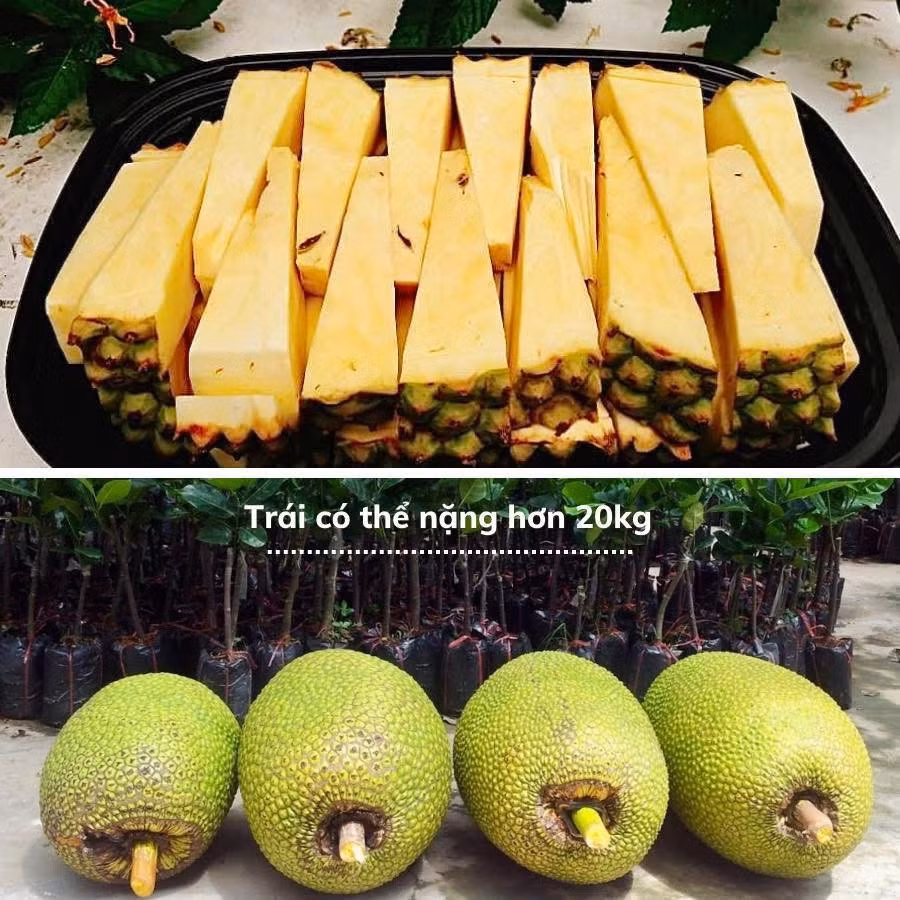 Dù dễ trồng và ít sâu bệnh nhưng theo ông Út Mẫn, để đảm bảo chất lượng, người trồng cần chú ý kỹ thuật chăm sóc và bón phân có sự khác biệt so với các loại mít khác. Ảnh: Facebook