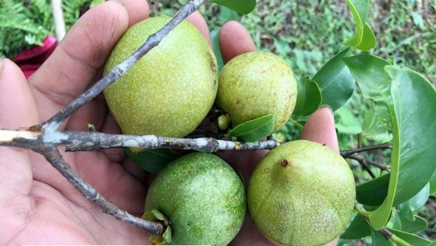 Cây bứa mọc tự nhiên trên các sườn đồi, có thể cao từ 5–7 mét khi trưởng thành những cây cổ thụ có thể đạt tới 15 mét. Ảnh: Dân Việt