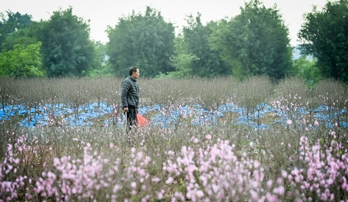 Tình trạng đào nở sớm cũng xảy ra tại phường Vị Khê (tỉnh Ninh Bình). Ảnh: Vietnamnet