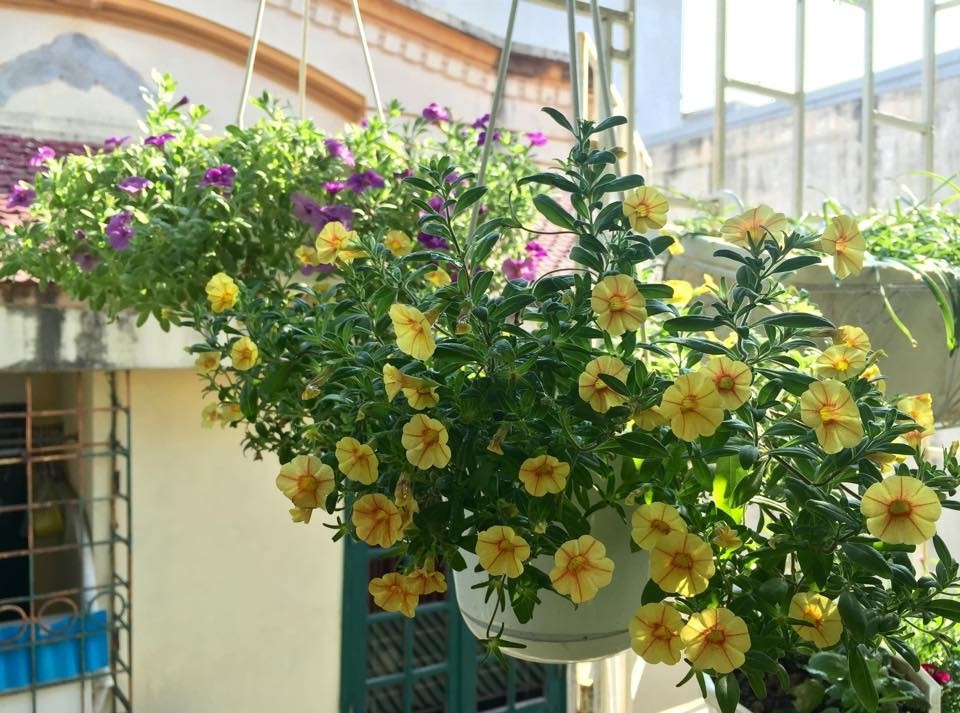 Triệu chuông ưa nắng nhẹ, nên tưới hàng ngày với lượng vừa đủ, tránh để đất sũng nước. Ảnh: Giongcaytrong