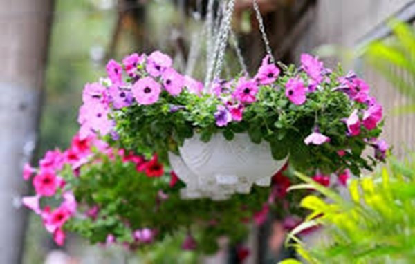 Dạ yến thảo là “ngôi sao” trong các loại hoa treo ban công nhờ màu sắc phong phú như tím, hồng, đỏ, trắng, vàng… Hoa nở thành chùm, rủ mềm mại, tạo cảm giác tươi mới và tràn đầy sức sống. Ảnh: Internet