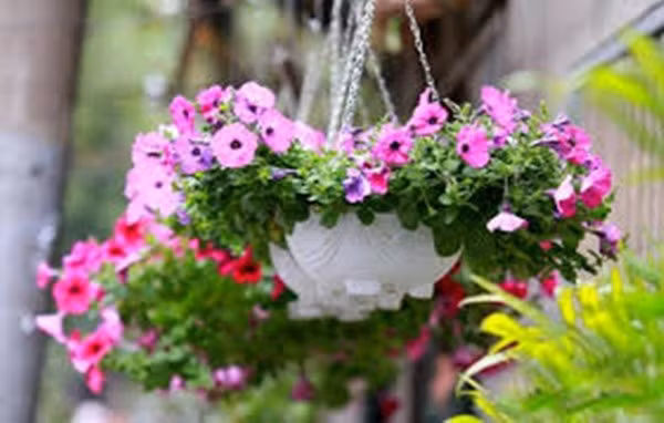 Dạ yến thảo là “ngôi sao” trong các loại hoa treo ban công nhờ màu sắc phong phú như tím, hồng, đỏ, trắng, vàng… Hoa nở thành chùm, rủ mềm mại, tạo cảm giác tươi mới và tràn đầy sức sống. Ảnh: Internet