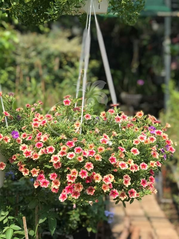 Triệu chuông thân mềm, hoa nhỏ dạng chuông, mọc dày và phân nhánh tốt. Loại này thường trồng ở lan can hoặc giàn sắt để hoa rủ đều, che bớt khuyết điểm ban công. Ảnh: Saigonhoa