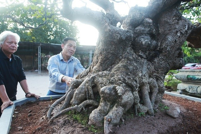 Đặc biệt, bộ rễ gắn liền với phần nu tạo nên vẻ độc đáo cho cây. Ảnh: Vietnamnet