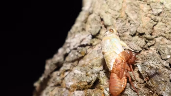 Để bắt nhộng ve, người dân phải đi vào buổi tối dùng đèn soi dưới các gốc cây hoặc đào đất dưới những gốc thông, gốc phượng. Ảnh: Báo tin tức