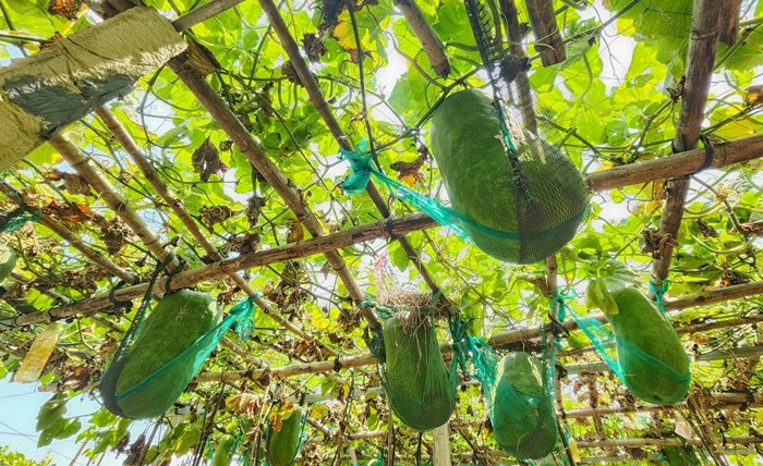 Ngoài cung cấp quả ra thị trường, các hộ trồng bí khổng lồ còn phát triển du lịch trải nghiệm tại vườn. Ảnh: Tiền phong