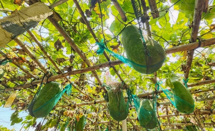 Ngoài cung cấp quả ra thị trường, các hộ trồng bí khổng lồ còn phát triển du lịch trải nghiệm tại vườn. Ảnh: Tiền phong