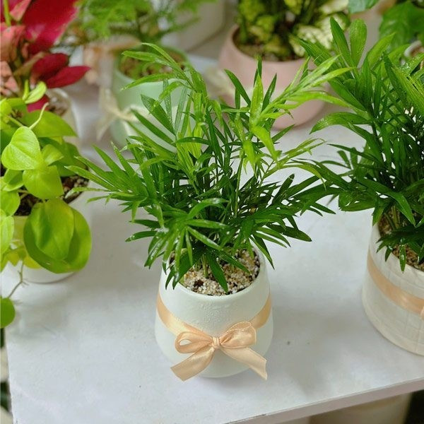 Theo quan niệm phong thủy, cau tiểu trâm có dáng mọc thẳng, tán lá xanh mướt tượng trưng cho sự vươn lên và sinh khí dồi dào. Ảnh: Là Nhà Tree House