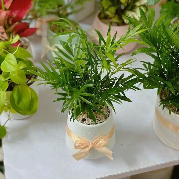 Theo quan niệm phong thủy, cau tiểu trâm có dáng mọc thẳng, tán lá xanh mướt tượng trưng cho sự vươn lên và sinh khí dồi dào. Ảnh: Là Nhà Tree House